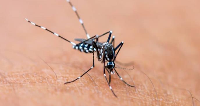Un virus mortal transmitido por mosquitos es detectado en Florida