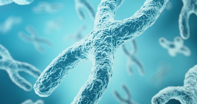 El secreto del cromosoma X: garantizar una larga vida