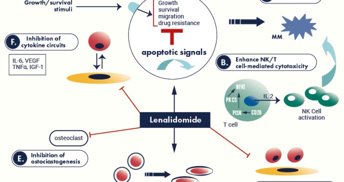 Lenalidomida en el manejo de enfermedades hematopoyéticas malignas