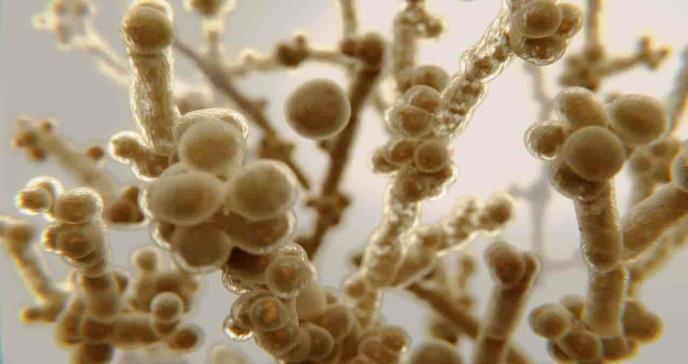Candida auris: El hongo resistente a los antibióticos