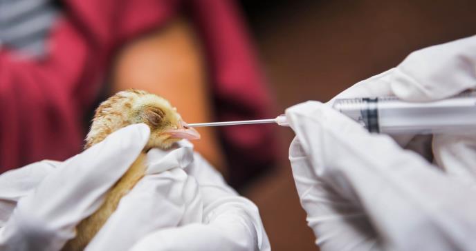 Detectan el primer contagio de gripe aviar H10N3 en humanos