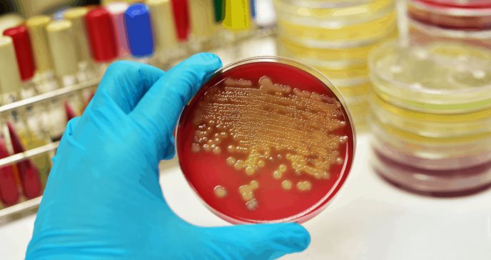 Creada una cepa sintética de la bacteria Escherichia coli resistente a los virus