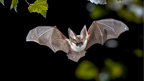 Investigadores chinos encuentran nuevos lotes de coronavirus en murciélagos