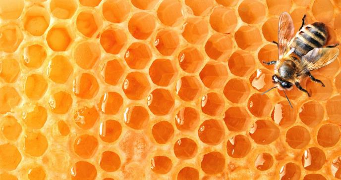 Las abejas se clonan a sí mismas, según un nuevo estudio de la Universidad de Sydney