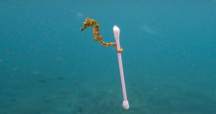 Es asqueroso y triste: el fin de las especies afectadas por la basura que llega al océano