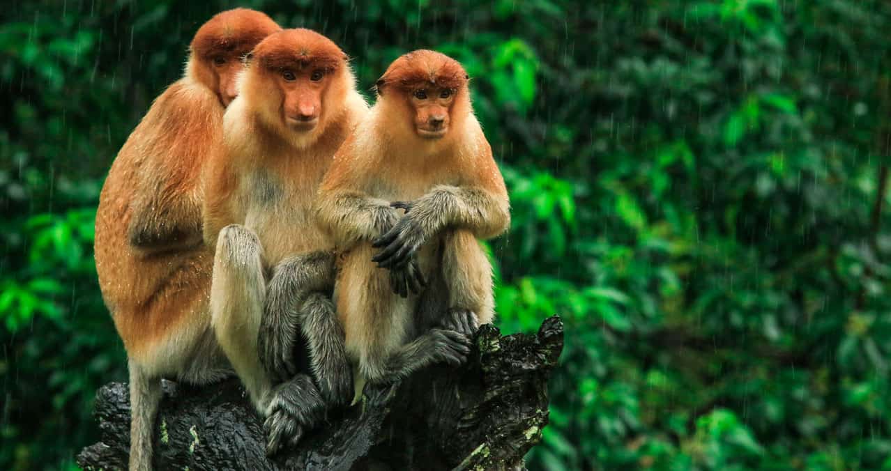 Así es el extraño virus del mono B: síntomas y complicaciones de la  enfermedad