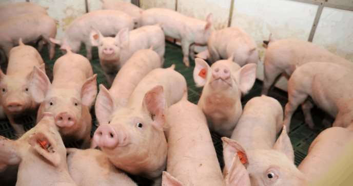 Alerta: Detectan caso de peste porcina africana en República Dominicana