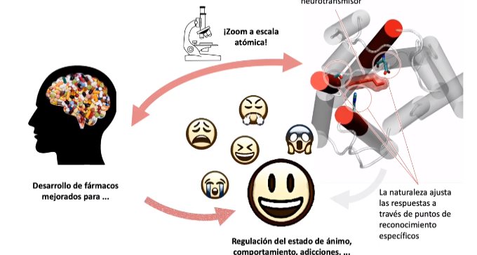 Así es el mecanismo que desencadena la respuesta neuronal en el cerebro