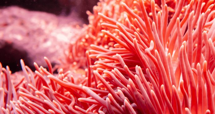 Arrecifes coral serían vitales en la prevención de inundaciones