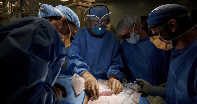 Ensayo clínico: Trasplantan con éxito un riñón de cerdo a una mujer en muerte cerebral