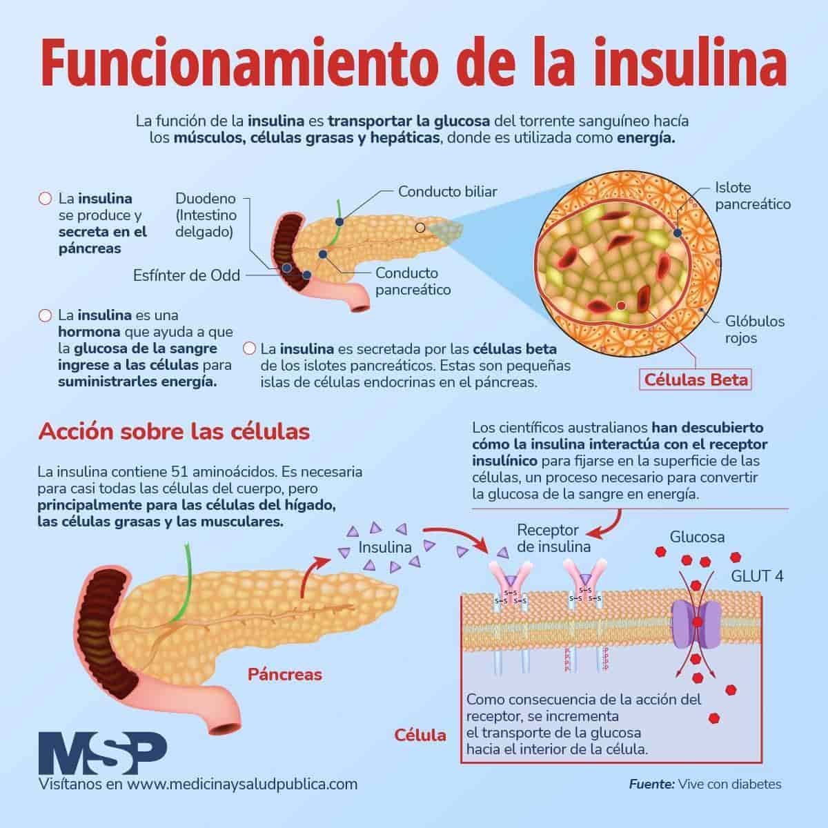 Funcionamiento De La Insulina Infografía 5914