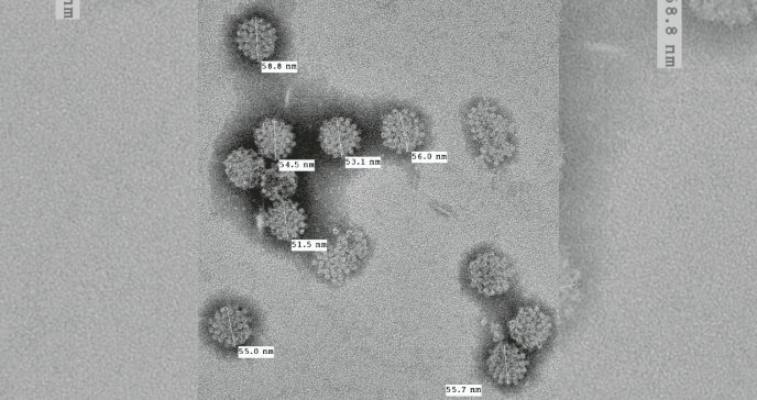 Aseguran primer hallazgo de erupción cutánea sistémica por poliomavirus humano 9