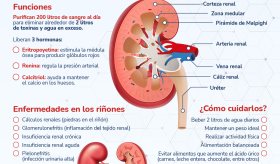 Los riñones - Infografía