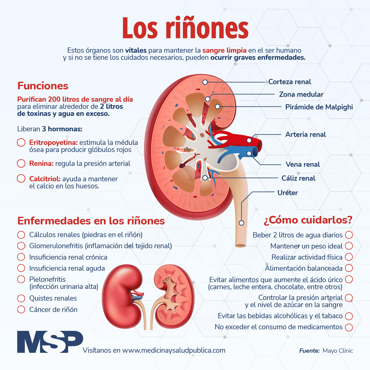 Los Riñones Infografía 8386