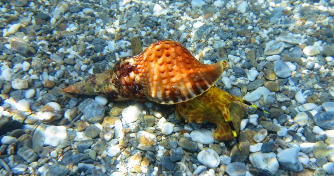 El veneno del caracol de mar podría conducir a nuevos analgésicos, según estudio