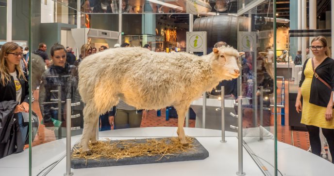 Logran rejuvenecer 30 años las células de la piel de una mujer con tecnología de la oveja Dolly