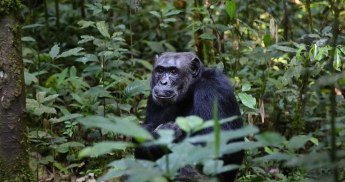 Chimpancés aplican insectos como ungüento en heridas propias y ajenas