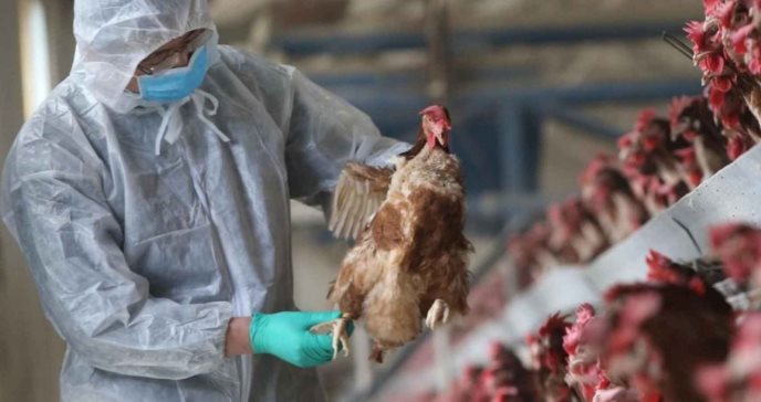 Qué se sabe sobre la gripe aviar H3N8 que preocupa a los expertos y ha infectado ya a un niño en China