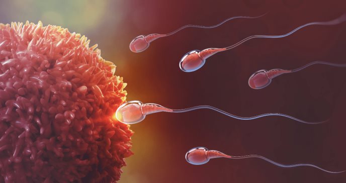 Nadar en grupo ayuda a espermatozoides a mantener un rumbo más recto en el tracto reproductor