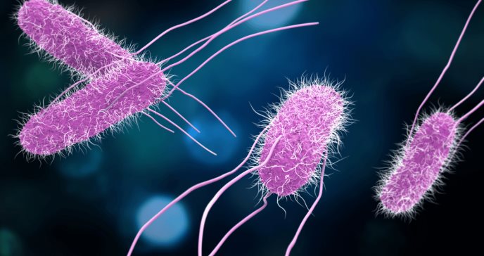 Salmonella enterica serovariedad Typhi es cada vez más resistente a los antibióticos, según investigación