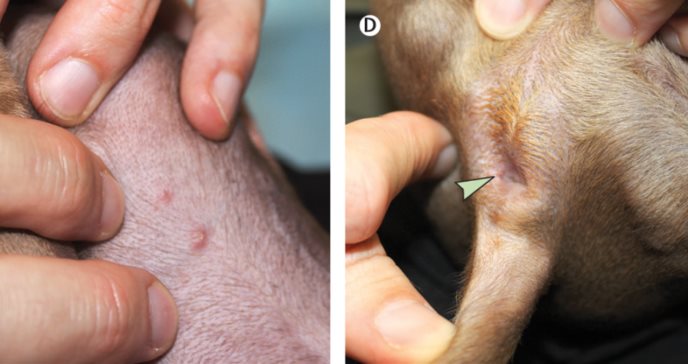 Se confirma el primer contagio de Viruela del mono de un hombre a su perro