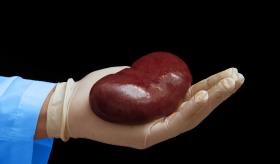 Revolucionario estudio aumentaría oferta de órganos para trasplantar