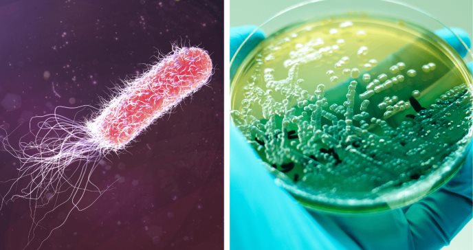Toxina mata bacterias de forma inédita y podría redirigir el desarrollo de nuevos antibióticos