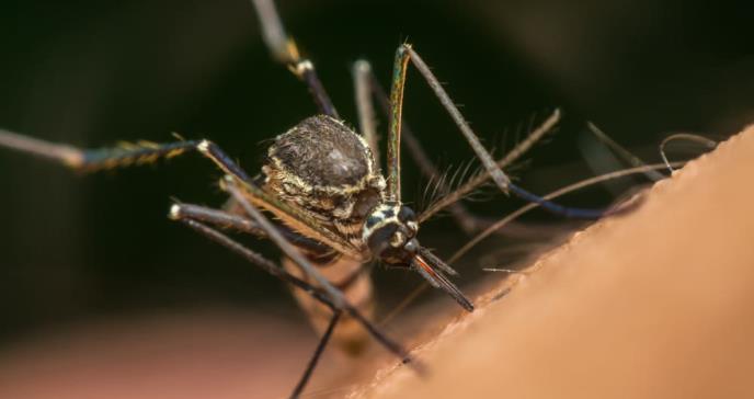 Diseñado un tablero para rastrear mosquitos portadores de enfermedades mortales
