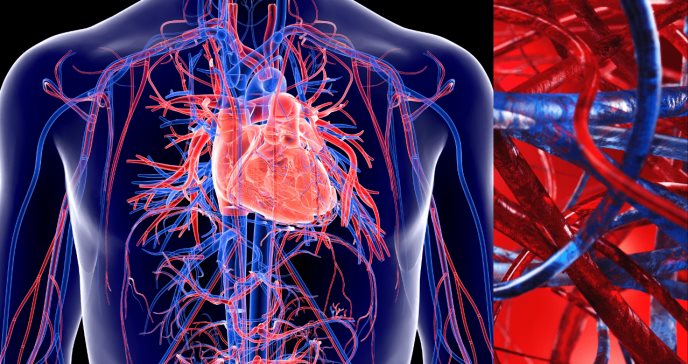 La perfección del sistema cardiovascular: así funciona el corazón en todo el cuerpo