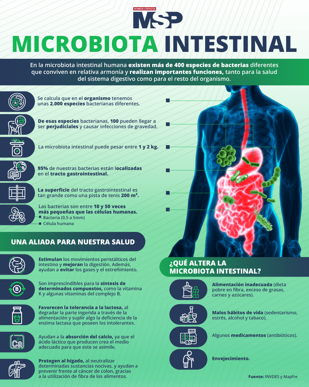 Microbiota Intestinal Infografía