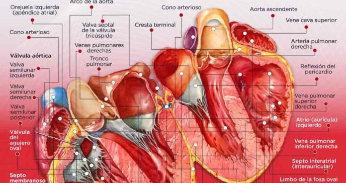Anatomía interna del corazón - Infografía