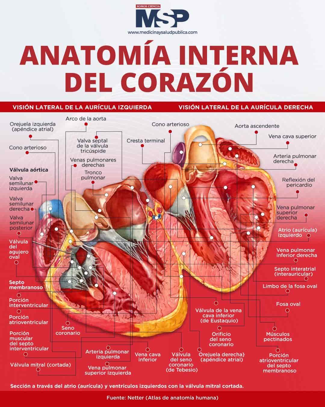 Anatomía Interna Del Corazón Infografía