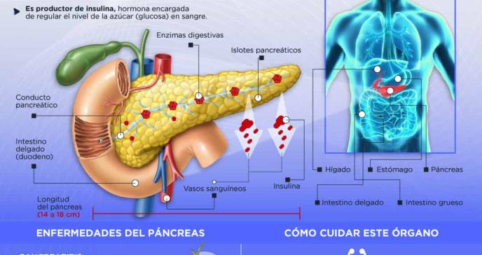 El páncreas - Infografía