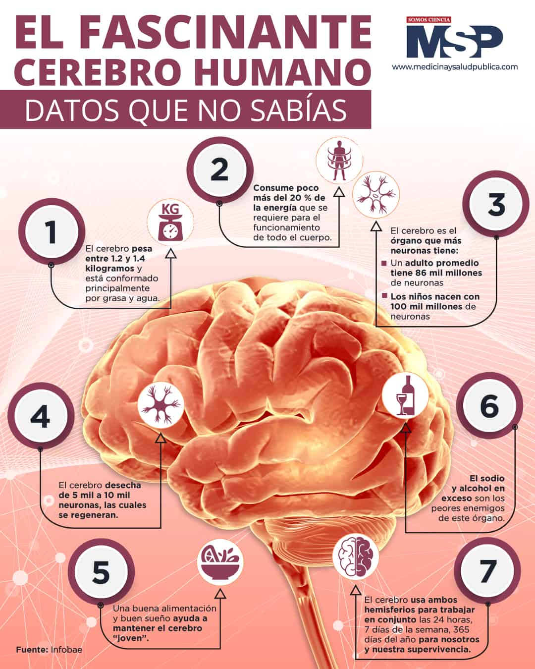 antiguo oveja Empuje hacia abajo El fascinante cerebro humano - Infografía