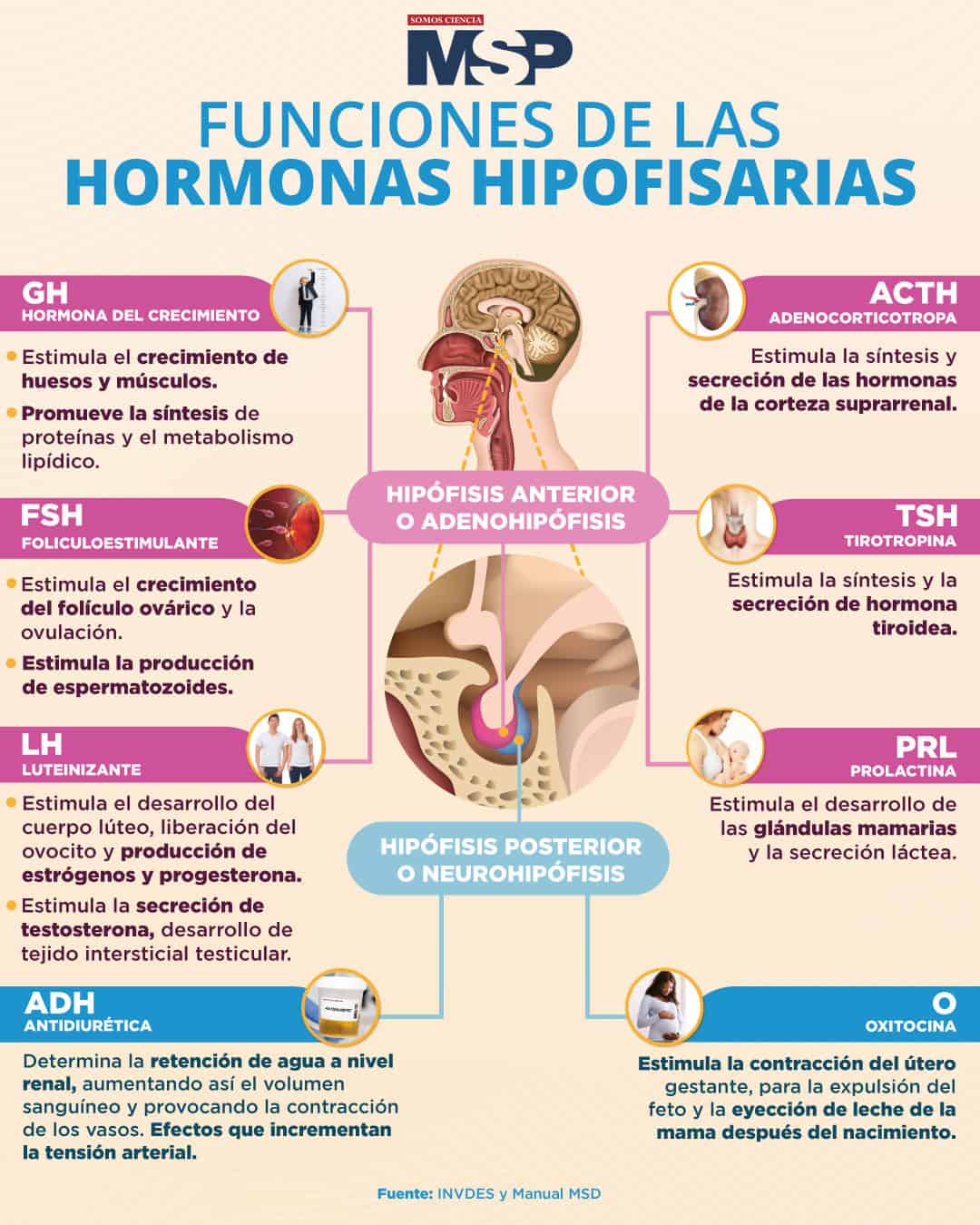 Hormonas Hipofisarias Infograf A