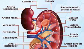 Anatomía de riñón - Infografía