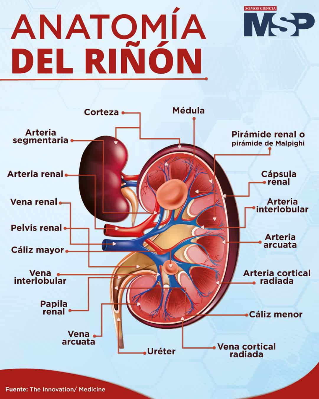 Ingenioso Centrar precedente Anatomía de riñón - Infografía