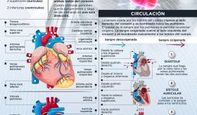 Anatomía del sistema circulatorio - Infografía
