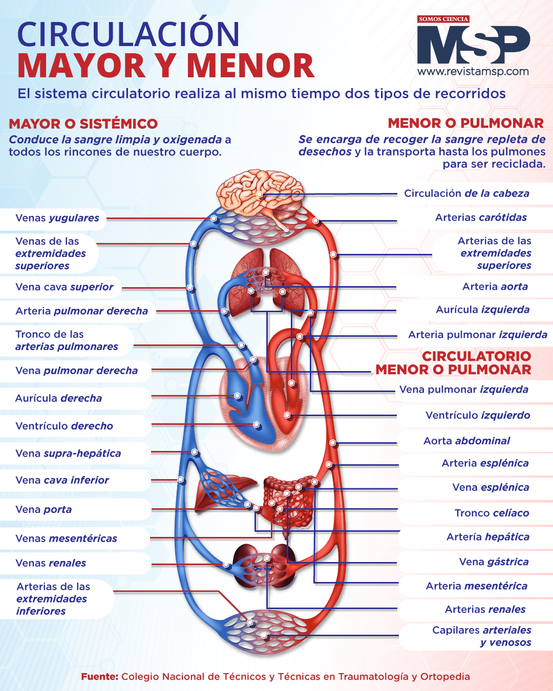 Circulación Mayor Y Menor Infografía 