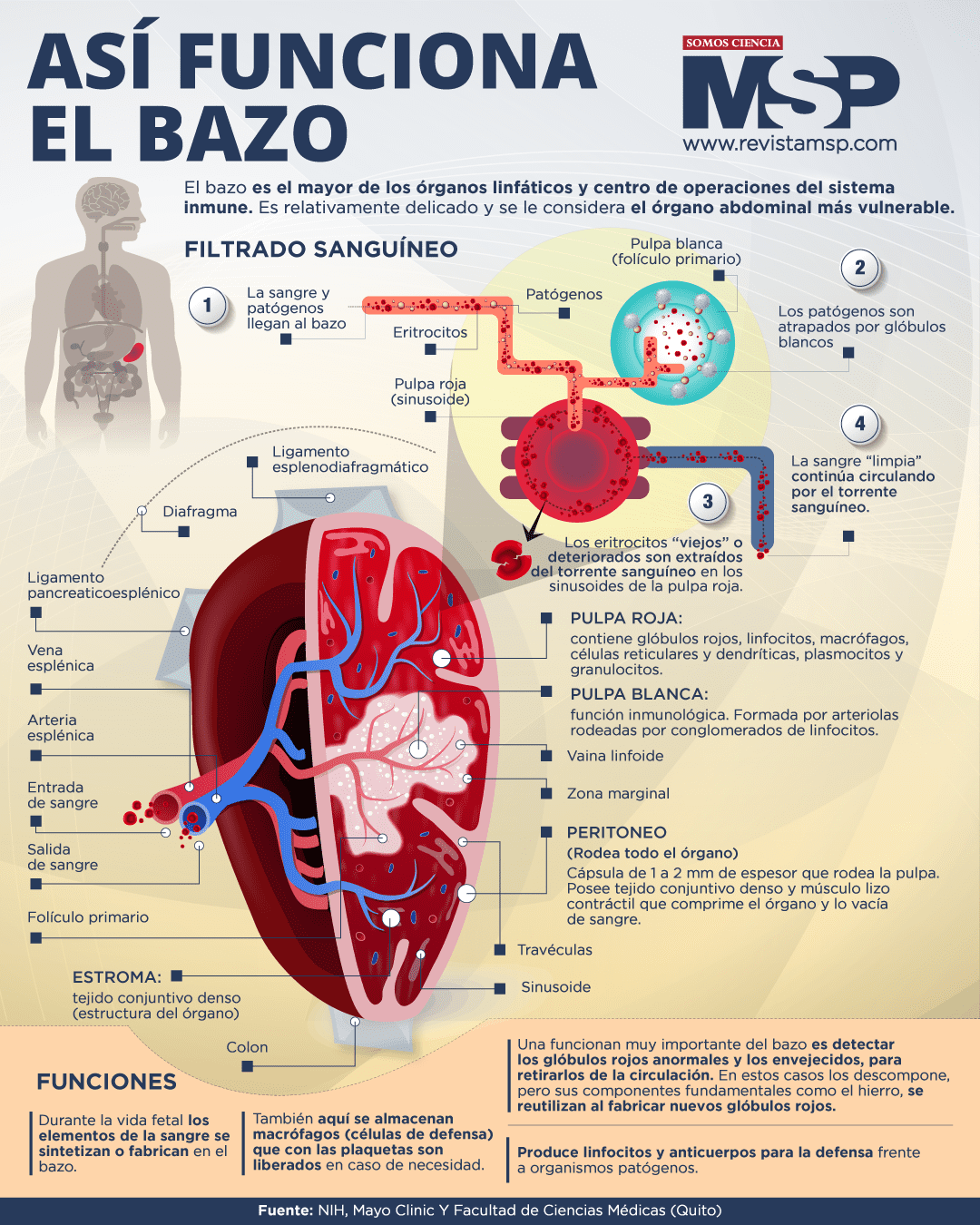 Así Funciona El Bazo Infografía