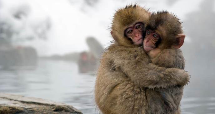 Experimentación con pseudoembriones de mono podría ser clave para entender la formación de un ser humano