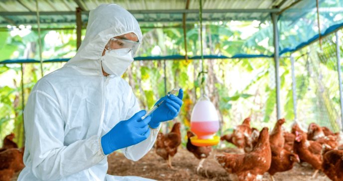 Se confirma la primera muerte humana por gripe aviar A de variante H3N8 en China