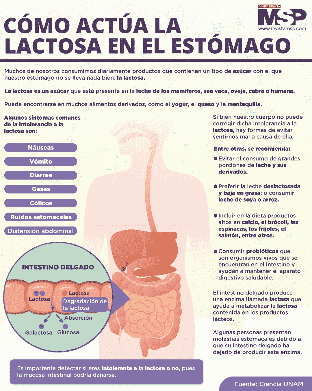 Cómo Actúa La Lactosa En El Estómago Infografía 7010