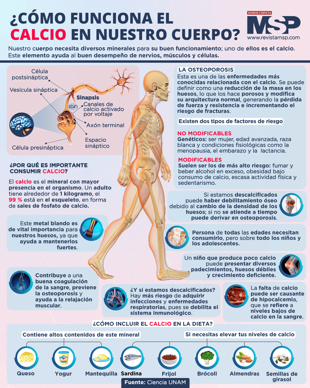 ¿cómo Funciona El Calcio En Nuestro Cuerpo Infografíaemk 2233