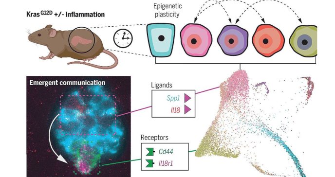 Estudio halla redes de comunicación entre células que impulsan el inicio del cáncer de páncreas