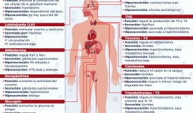 Las hormonas del cuerpo | Infografía