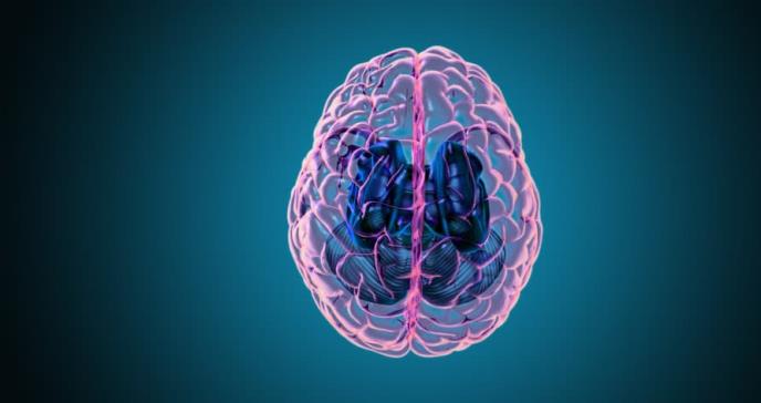 ¿Es posible el trasplante cerebral? Explorando los avances y desafíos en la ciencia médica