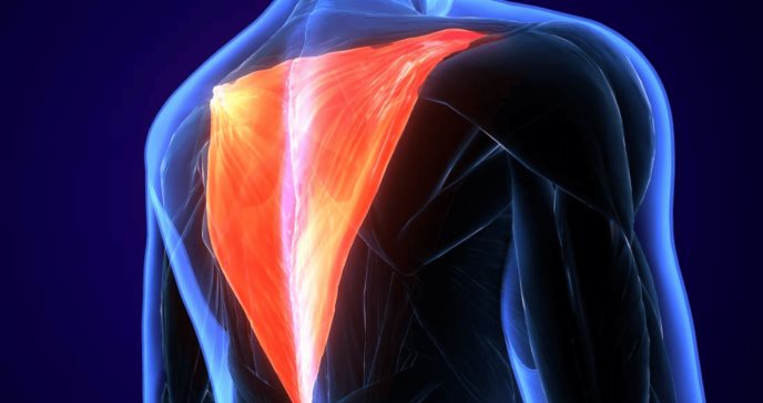¿Qué es el músculo trapecio? Causas de su dolor y estiramientos para tratarlo