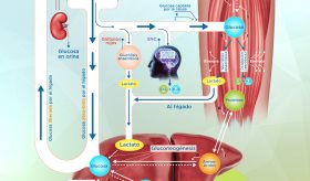 El metabolismo de la glucosa | Infografía