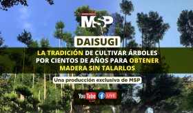 Daisugi: La tradición de cultivar árboles por cientos de años para obtener madera sin talarlos